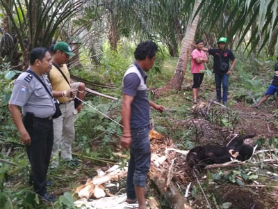 BKSDA Riau Berhasil Satukan Sepasang Beruang Madu Yang Terpisah
